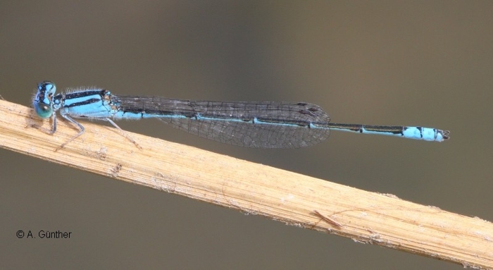 male