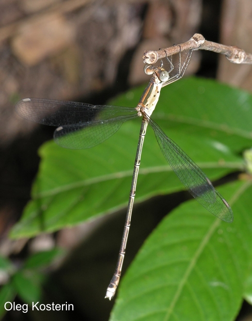 female