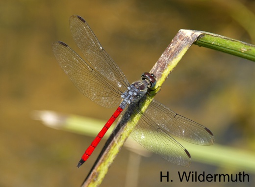 Lathrecista asiatica