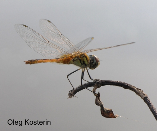 female