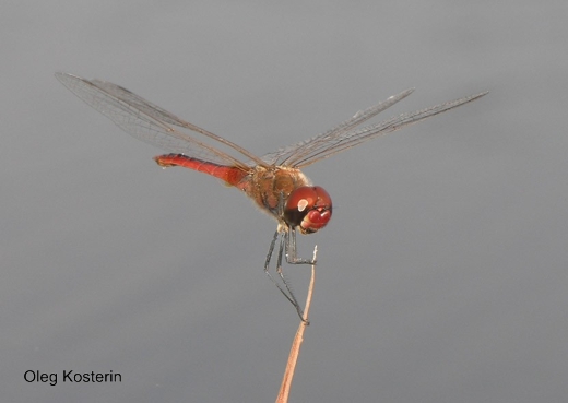 male