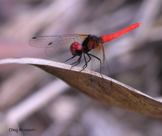 male