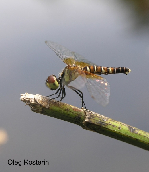 female